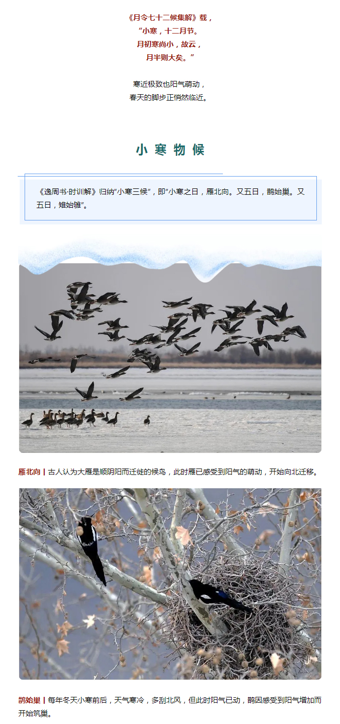 2022年（第2期）：小寒今日至，年味已冒頭_02