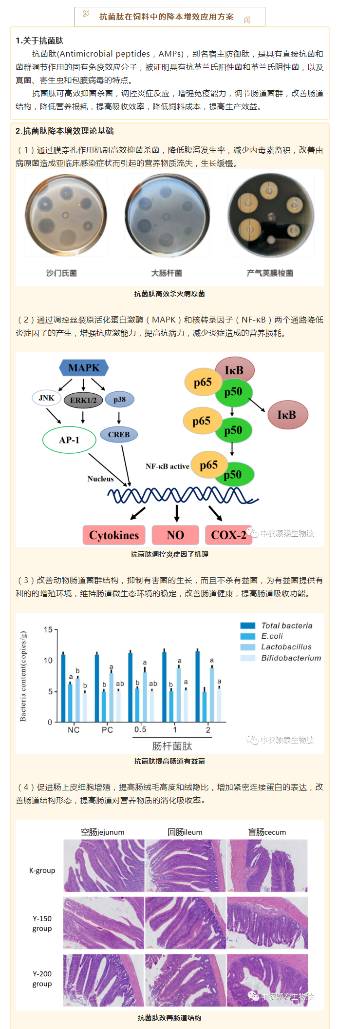 降本增效，穎“肽”有道——抗菌肽降低飼料營養(yǎng)水平應(yīng)用方案_02